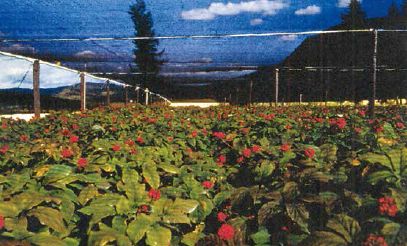 Polypropylene shade structure over mature ginseng beds in British Columbia...