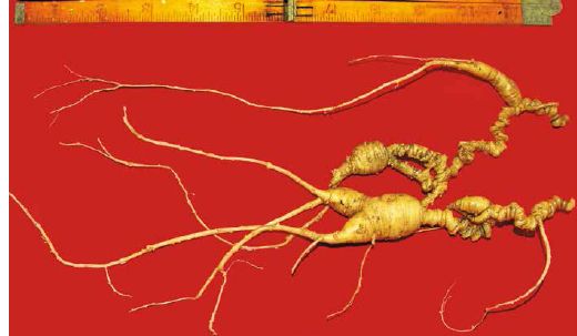 Wild 132-year-old (at least) American ginseng root found in the Catskill Mountains of New York...