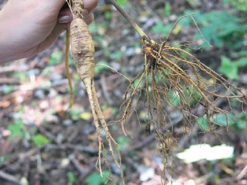 Ginseng and goldenseal can be interplanted together in a wild-simulated planting...