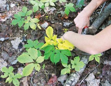 Some growers cut the foliage off their ginseng plants prior to the opening of ginseng harvest season to prevent theft...