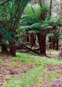 American ginseng production under tree ferns in Tasmania, Australia...