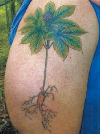 Full-color ginseng tattoo on Cornell Cooperative Extension Agent Bob Beyfuss’ arm...