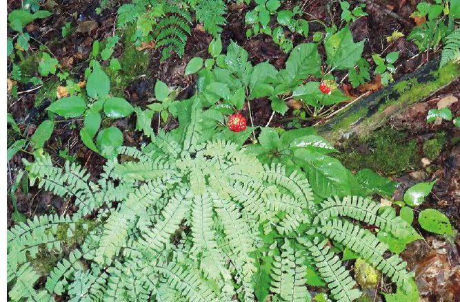 Wild ’sang thriving next to Its common companion, maidenhair fern...