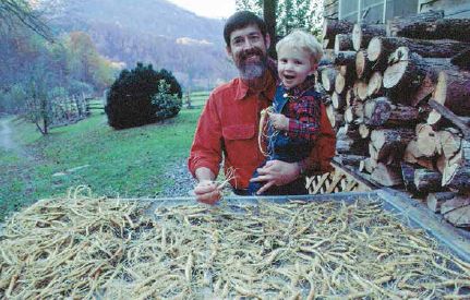 Future Tuckasegee ‘sang farmer inspects a sample of newly washed roots...