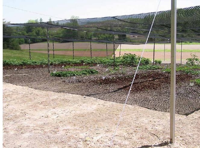 Jeanine grew woodland botanicals under this same polypropylene shade structure for over 20 years...