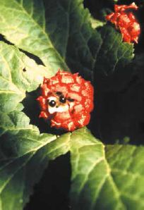 Slug damage to this ripe goldenseal fruit reveals the small black seeds inside...