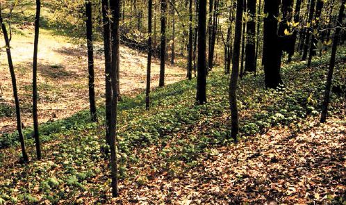 Wild-simulated goldenseal in Kentucky...