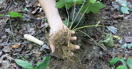 Woods-grown goldenseal root...