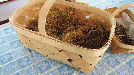 Young goldenseal plants being sold as planting stock by Kitchen Sink Farm at a conference in North Carolina...