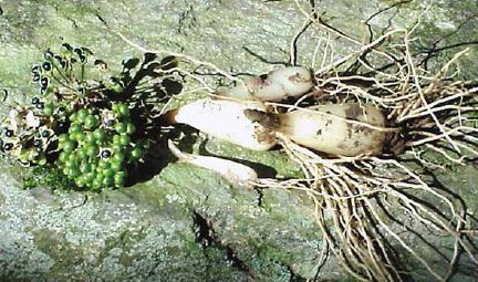 Ramp seed heads holding green capsules and mature black seeds (left), with fresh bulbs (right)...