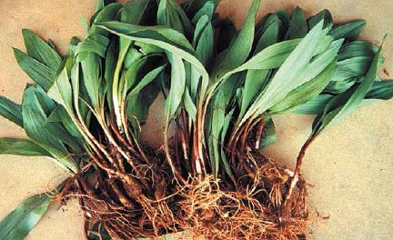 A nice harvest of freshly dug ramps...