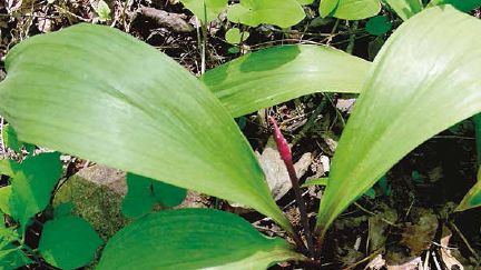 Occasionally the flower bud of the ramp, known as a scape, emerges in the late spring, before the leaves have died back...