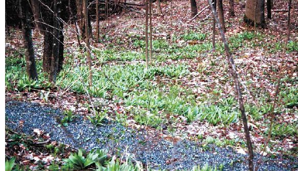 Glen Facemire’s wild-simulated ramp beds in West Virginia...