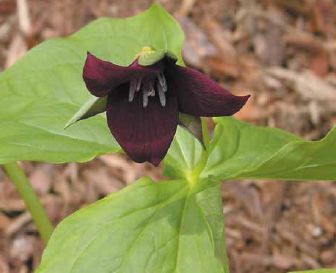 Bethroot has many names: wake-robin, purple trillium and stinking trillium, among others...