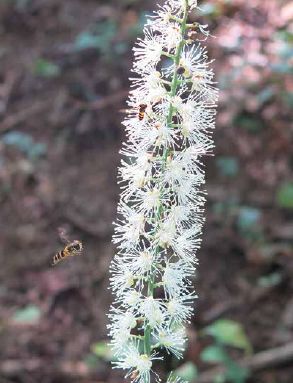 Black cohosh flowers with pollinators...