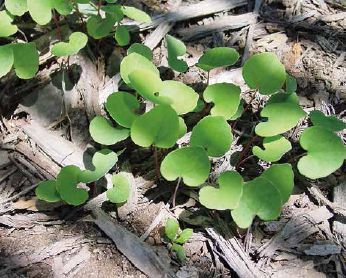 Bloodroot seedlings are single-lobed round leaves...