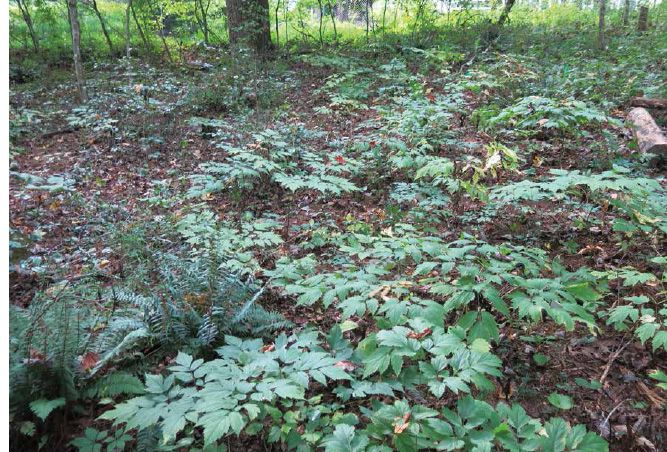 A good stand of black cohosh growing in the woodland gardens at the research station...