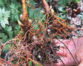 Freshly dug black cohosh roots...