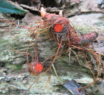 Slicing a root reveals the internal color that gives bloodroot its name...