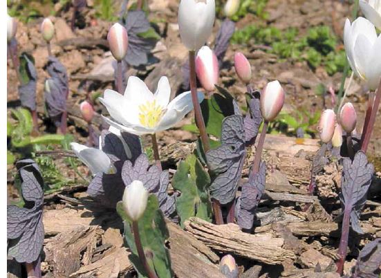 Emerging bloodroot leaves still wound around the unexpanded flower bud...