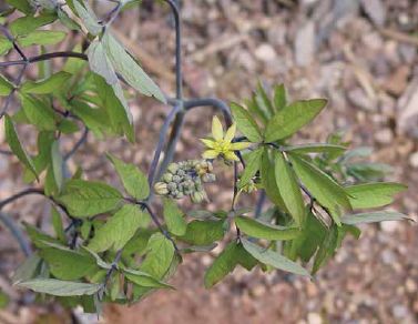 Blue cohosh flower buds and flower in early spring...