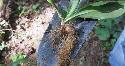 Freshly dug false unicorn root...