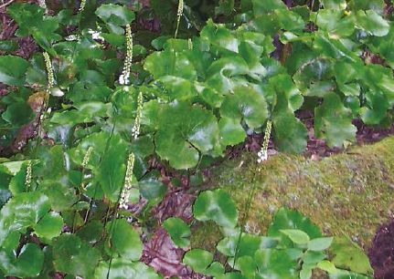 The shiny green leaves and delicate white flower spikes of mature galax...