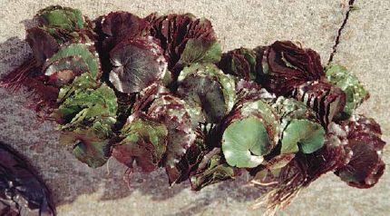 Galax leaves are more valuable when they turn red in the fall...