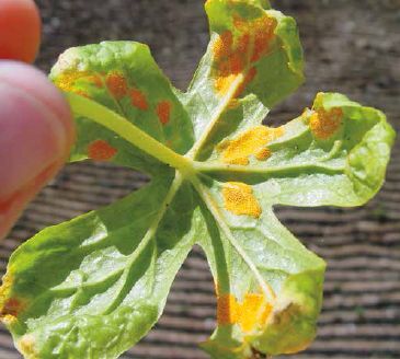 An example of rust on the mayapple leaf...