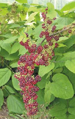 The beautiful magenta berries of the spikenard plant...