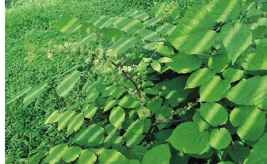 Spikenard’s foliage and flowers make it an attractive landscape plant...