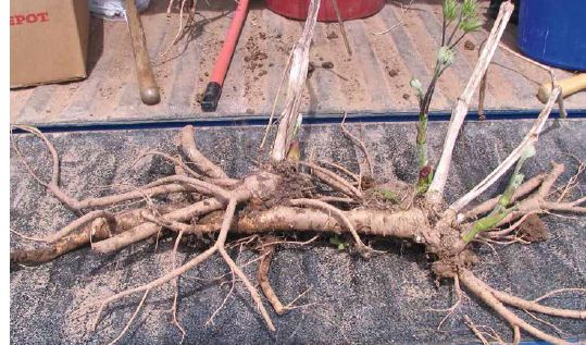 Spikenard roots can grow quite large...