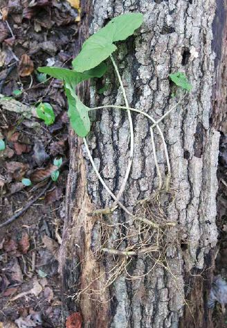 Freshly harvested wild ginger roots...