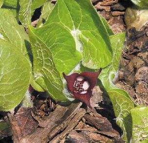 The reddish-brown blossom of the wild ginger nestles close to the ground under its leaves...