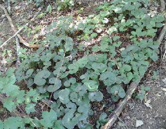 Wild ginger makes an attractive groundcover...