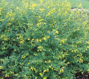 Delicate yellow flowers on wild indigo plants...