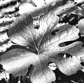 Mature bloodroot leaf...