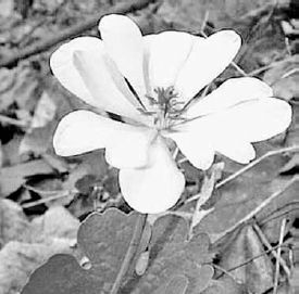 Bloodroot flower...