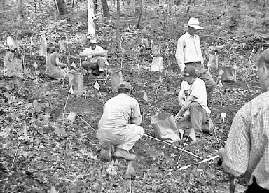 Bloodroot being planted for research at the Mountain Research Station in Waynesville, North Carolina...