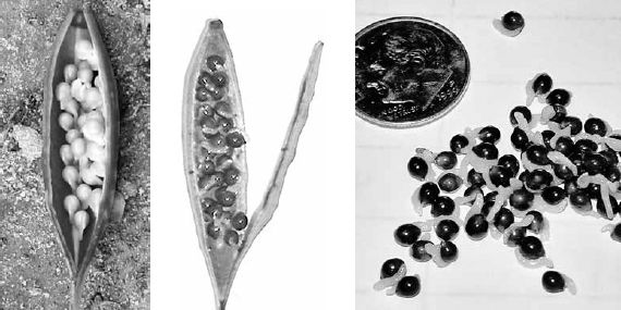 Bloodroot seed pod with immature seeds inside (left), with mature seeds (middle), and with elaiosomes clearly visible (right)...