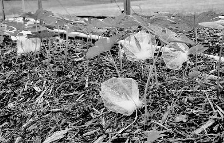 Bloodroot seed pods In mesh collection bags...