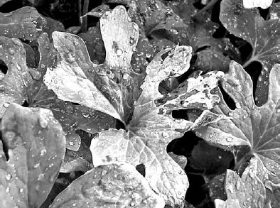 Bloodroot seed pods In mesh collection bags...