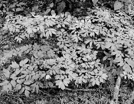 Blue cohosh cultivated in the woods...