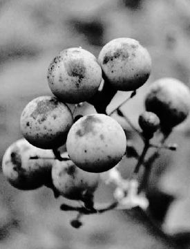 Blue cohosh fruit...