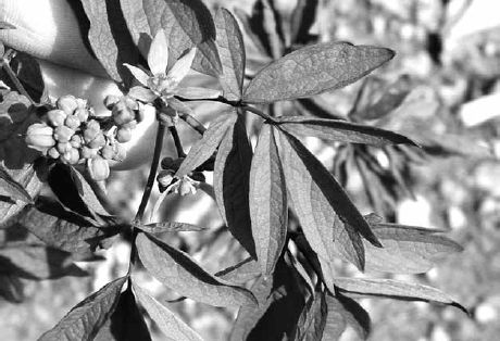 Blue cohosh flowers and flower buds...