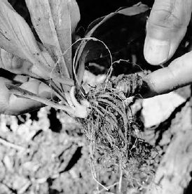 Very young false unicorn plant...