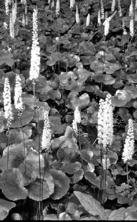 Galax in bloom...