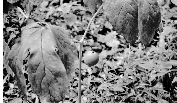 The mayapple fruit hangs below the foliage...