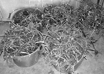 A harvest of mayapple roots...