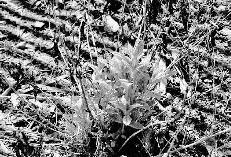 Early spring growth on cultivated pinkroot...